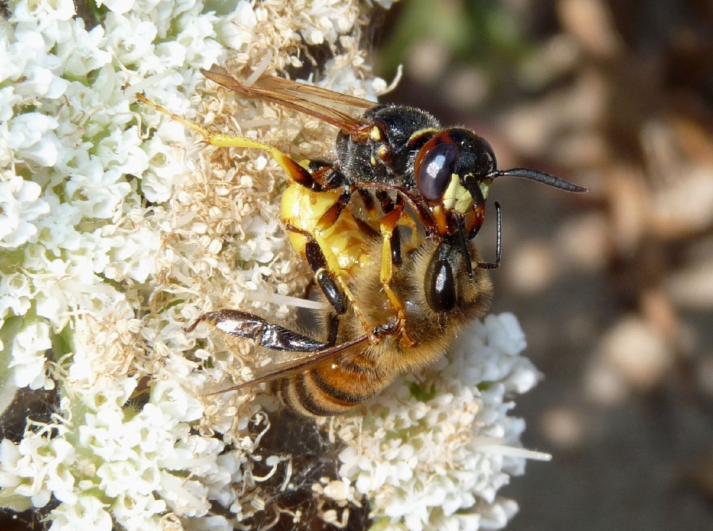 Pugnalata in diretta: Philantus triangulum e Apis mellifera